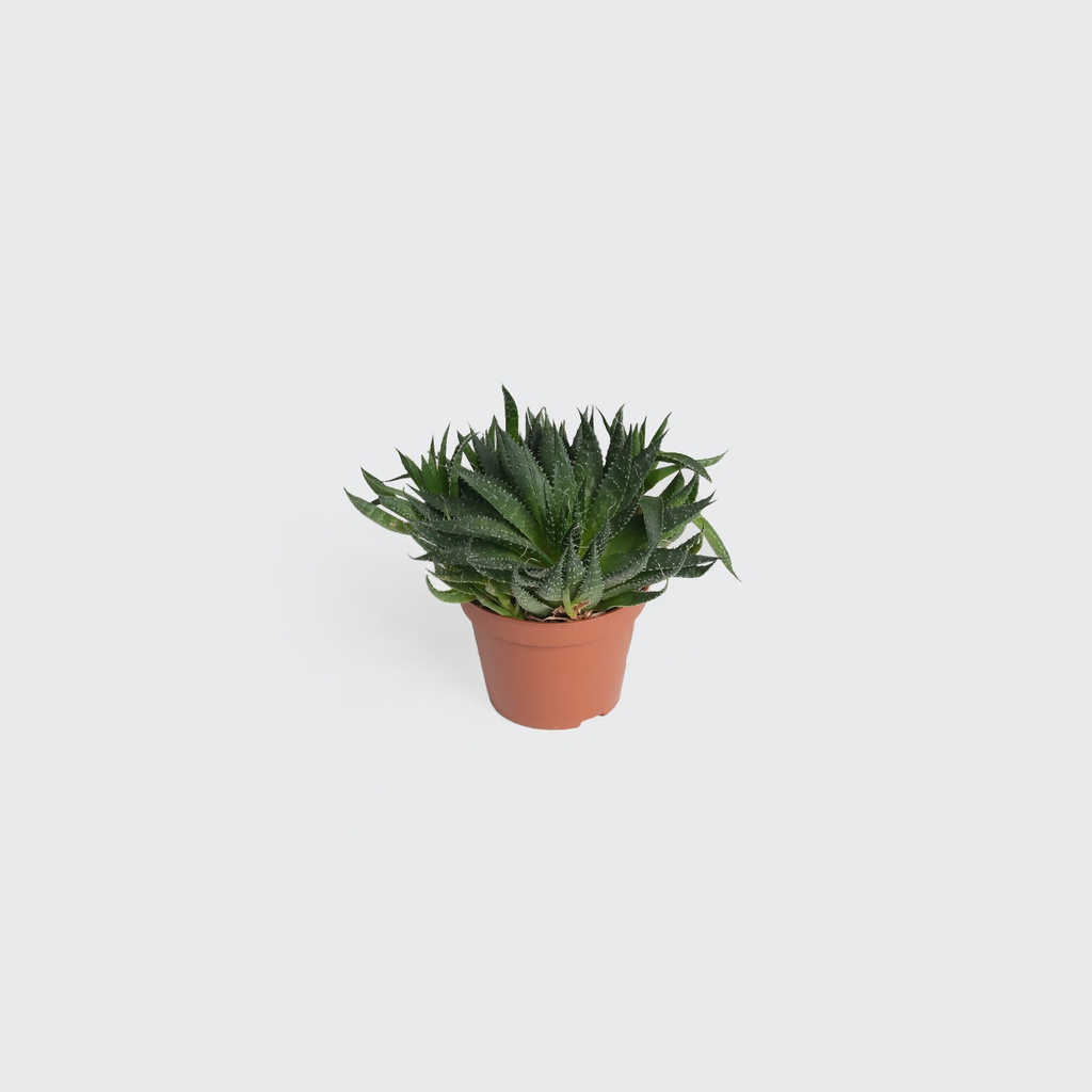 TR-Aloe Aristata-Pot-10.5cm-Plant-18cm