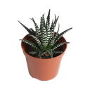 TR-Tiger Cactus-Pot-8.5cm-Plant-10cm